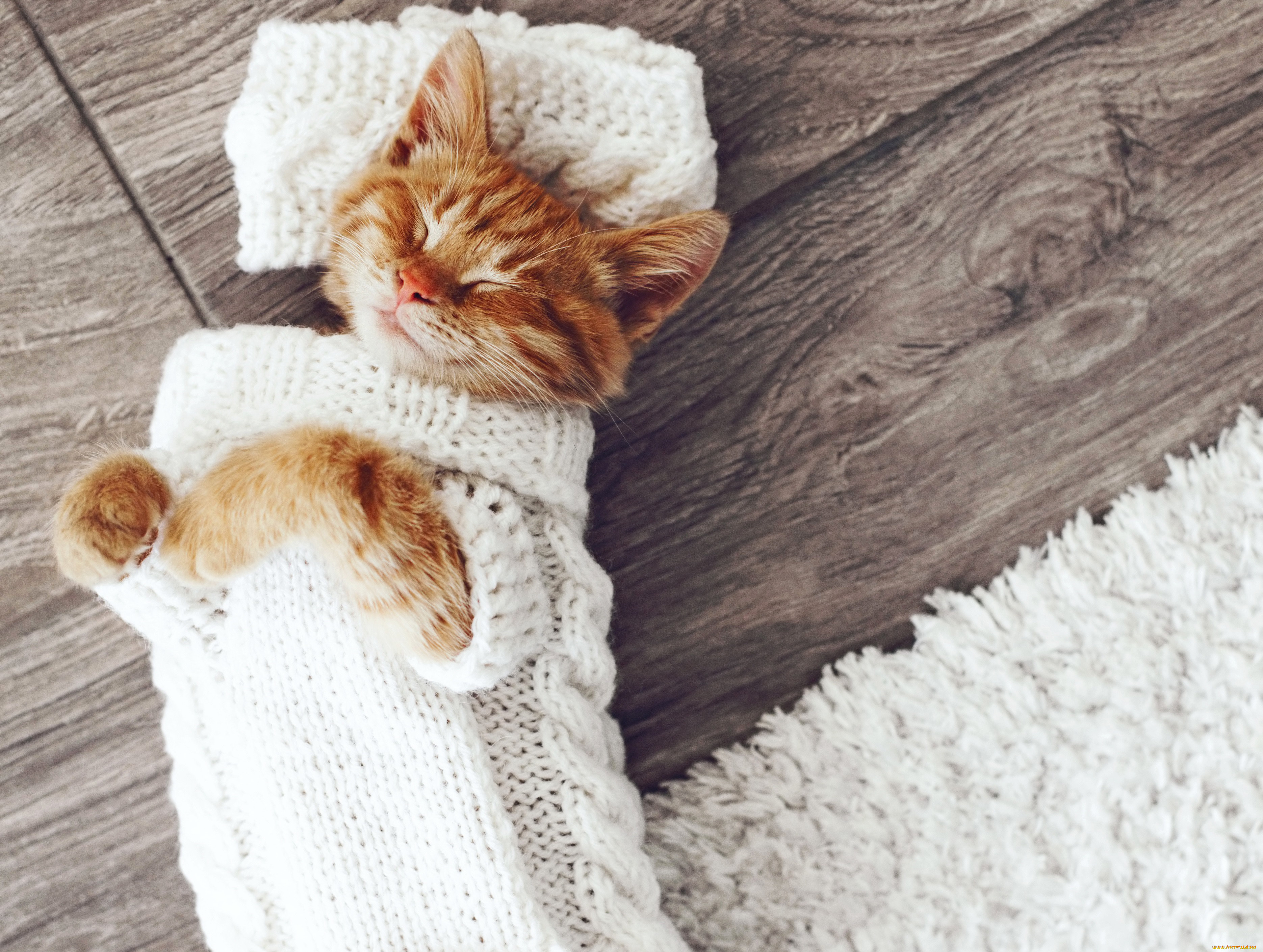 , , kittens, cats, , , sleep